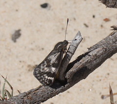 Synemon parthenoides