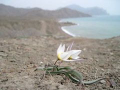 Tulipa biflora