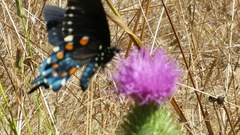 Battus philenor hirsuta