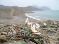 Tulipa biflora