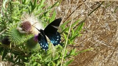 Battus philenor hirsuta