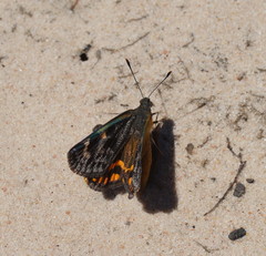 Synemon parthenoides