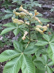 Aesculus pavia flavescens