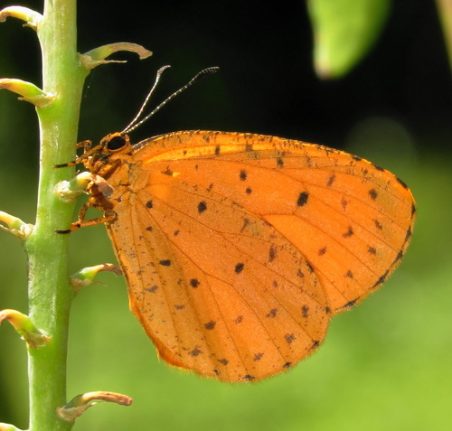 Pentila tropicalis (Boisduval, 1847)