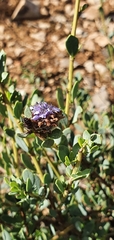 Globularia alypum