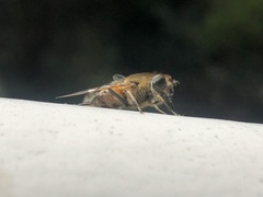 Eristalis