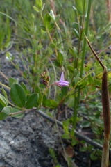 Indigofera sarmentosa