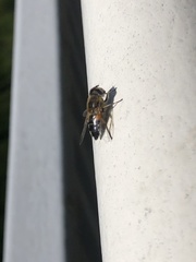 Eristalis