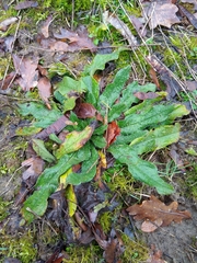 Magnoliopsida