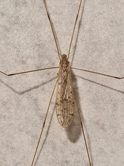 Limoniinae