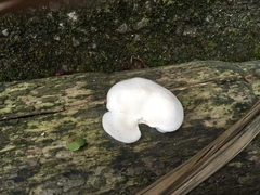 Pleurocybella porrigens