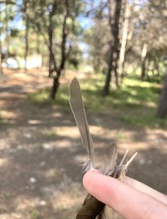 Sylvia atricapilla