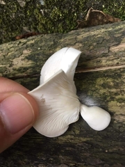 Pleurocybella porrigens