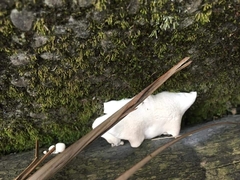 Pleurocybella porrigens