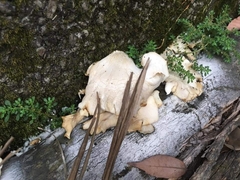 Pleurocybella porrigens