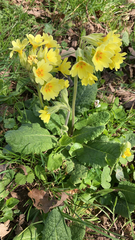 Primula veris