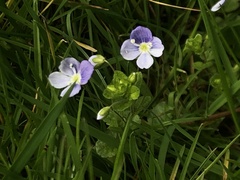 Veronica filiformis