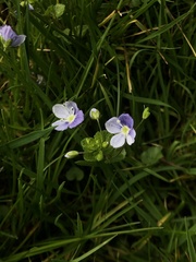 Veronica filiformis