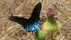 Battus philenor hirsuta