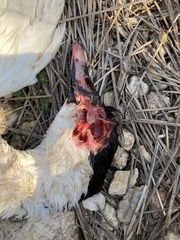 Cairina moschata domestica