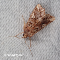 Callopistria exotica