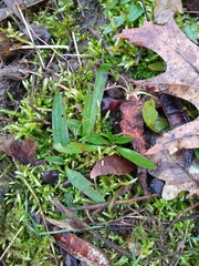 Plantago lanceolata