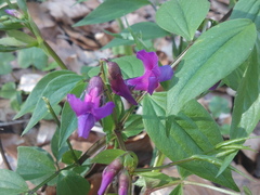 Lathyrus vernus