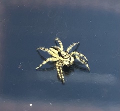 Menemerus bivittatus