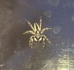 Menemerus bivittatus