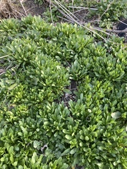 Thlaspi arvense