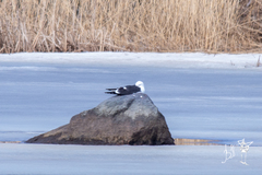 Larus fuscus