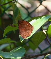 Elymnias hypermnestra beatrice