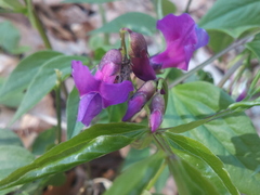 Lathyrus vernus