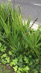 Chasmanthe floribunda