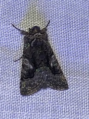 Behrensia conchiformis