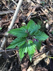 Cardamine glanduligera