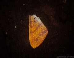 Eumelea rosalia