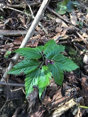 Cardamine glanduligera