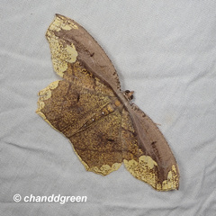 Pareumelea eugeniata