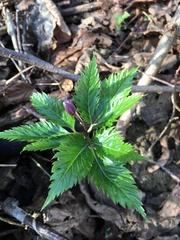 Cardamine glanduligera