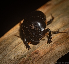 Onthophagus neostenocerus