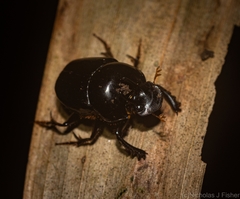 Onthophagus neostenocerus