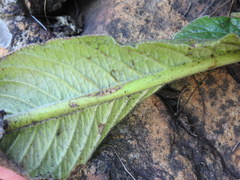 Streptocarpus vandeleurii