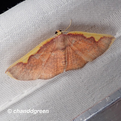 Nothomiza flavicosta