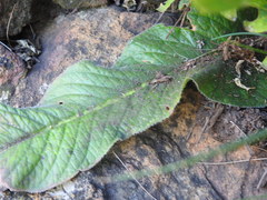 Streptocarpus vandeleurii