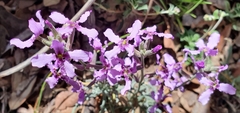 Matthiola fruticulosa