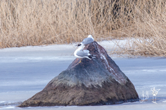 Larus argentatus