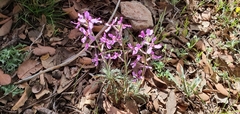 Matthiola fruticulosa