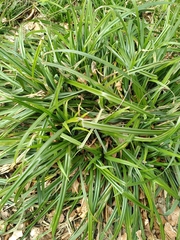 Carex pendula