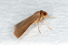 Anobinae
